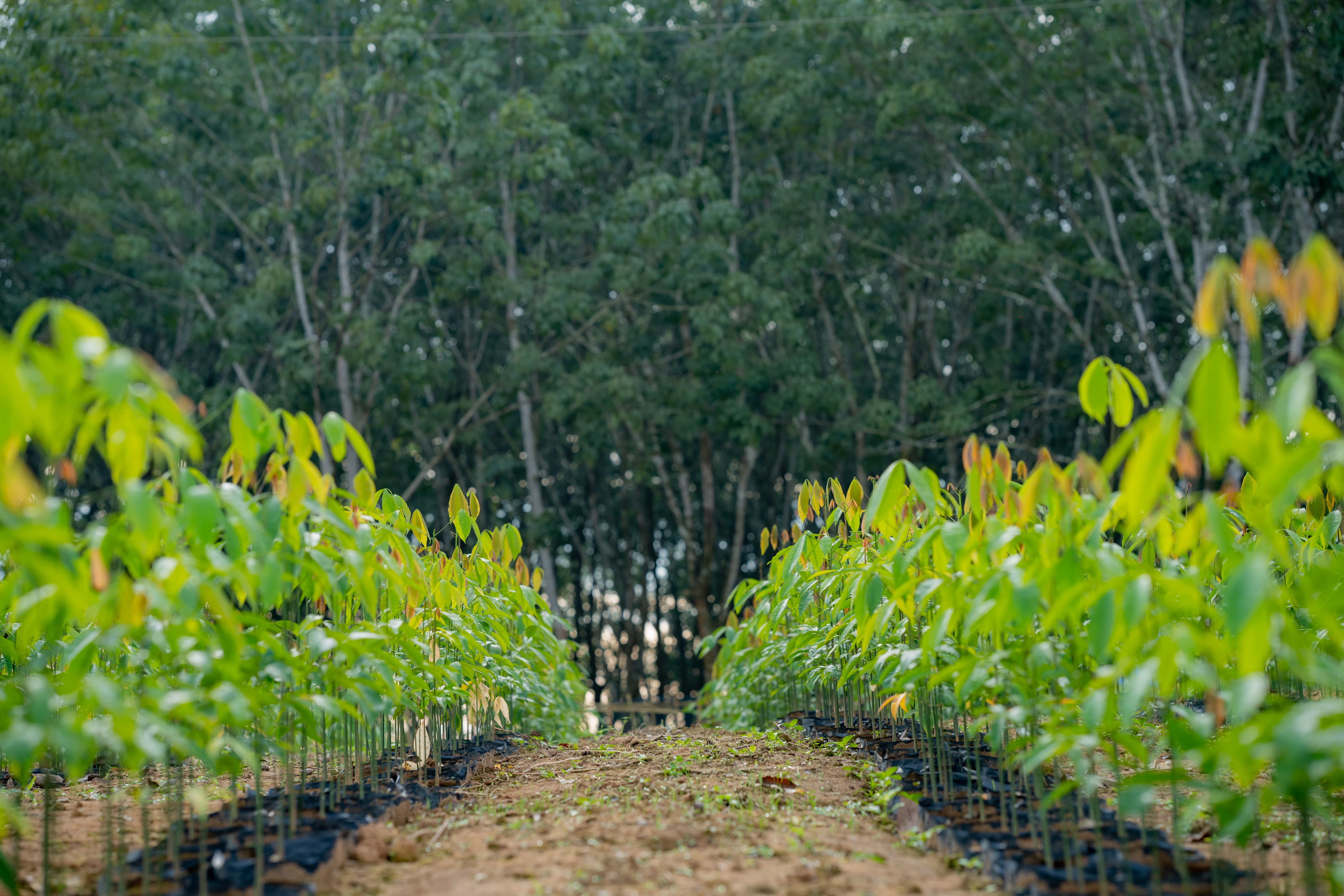 রাবার বাগান