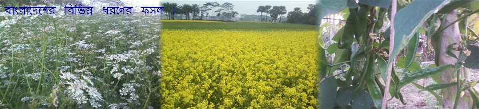 বাংলার ফসল ।