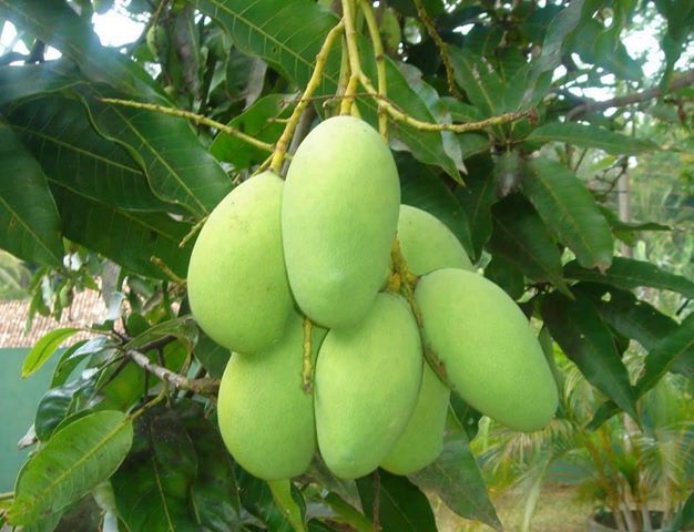 কৃষি ও প্রাণসম্পদ-সেবা