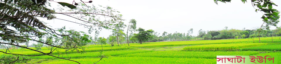 সাঘাটা ইউনিয়নের কৃষিমাঠ