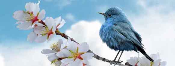 ব্যানার