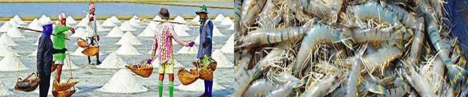 লবণ এবং চিংড়ি