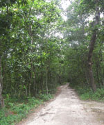 থুমনিয়া শালবন