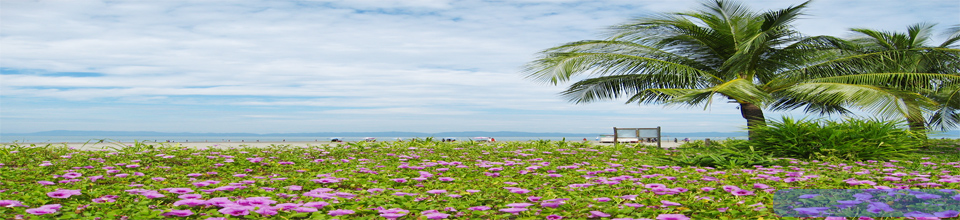 সেন্টমাটিন বীচ- ফুল