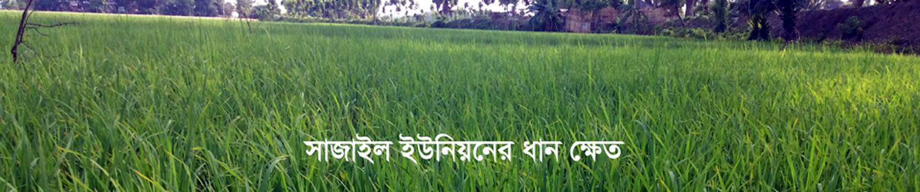 সাজাইল ইউনিয়নের ধান ক্ষেত