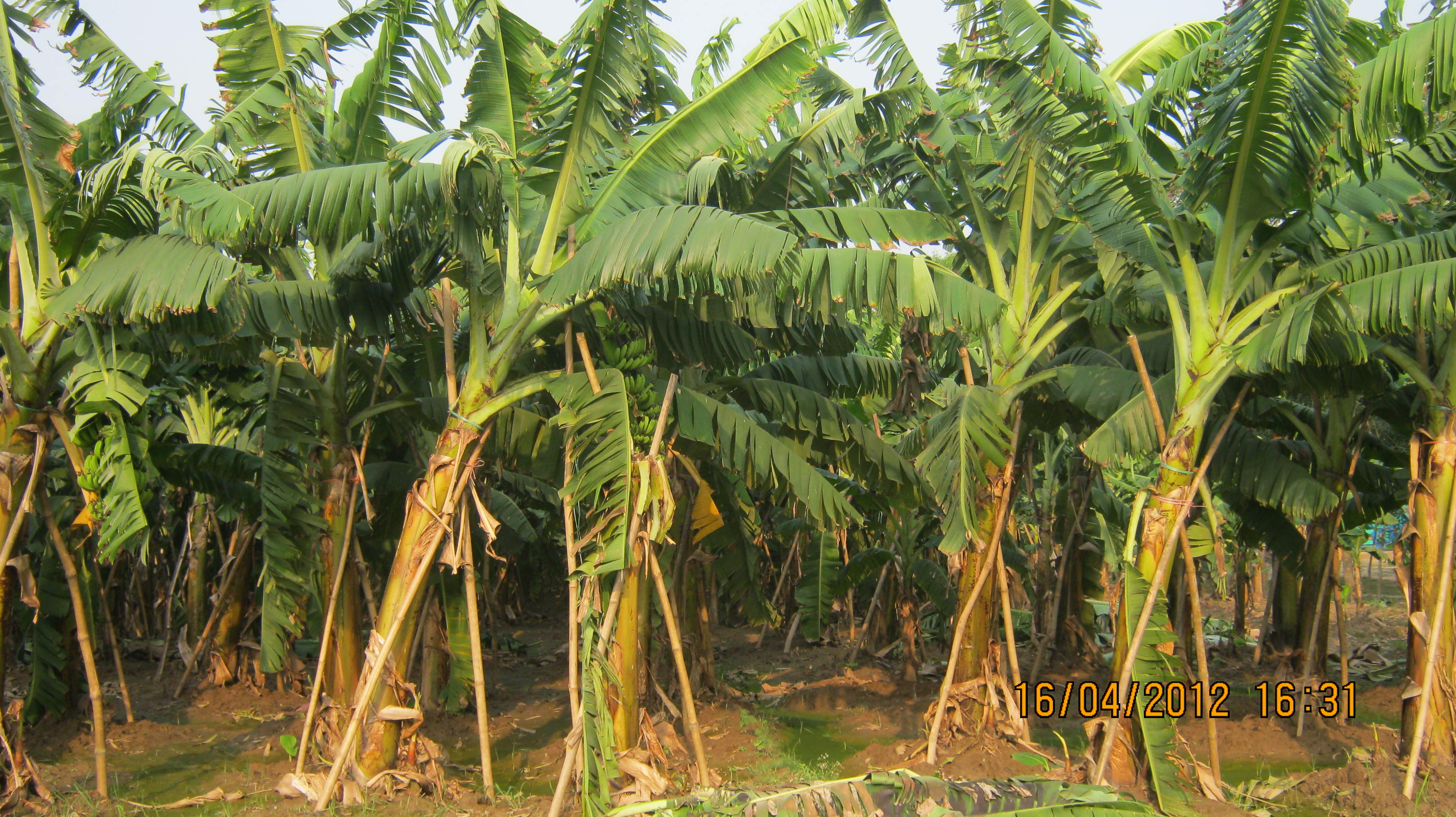 কৃষি