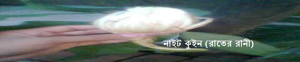 নাইট কুইন (রাতের রানী)