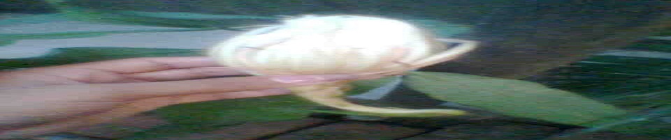 নাইট কুইন (রাতের রানী)