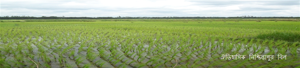 নিশ্চিন্তাপুর বিল