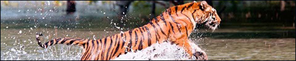 সুন্দরবনের পশু সম্পদ