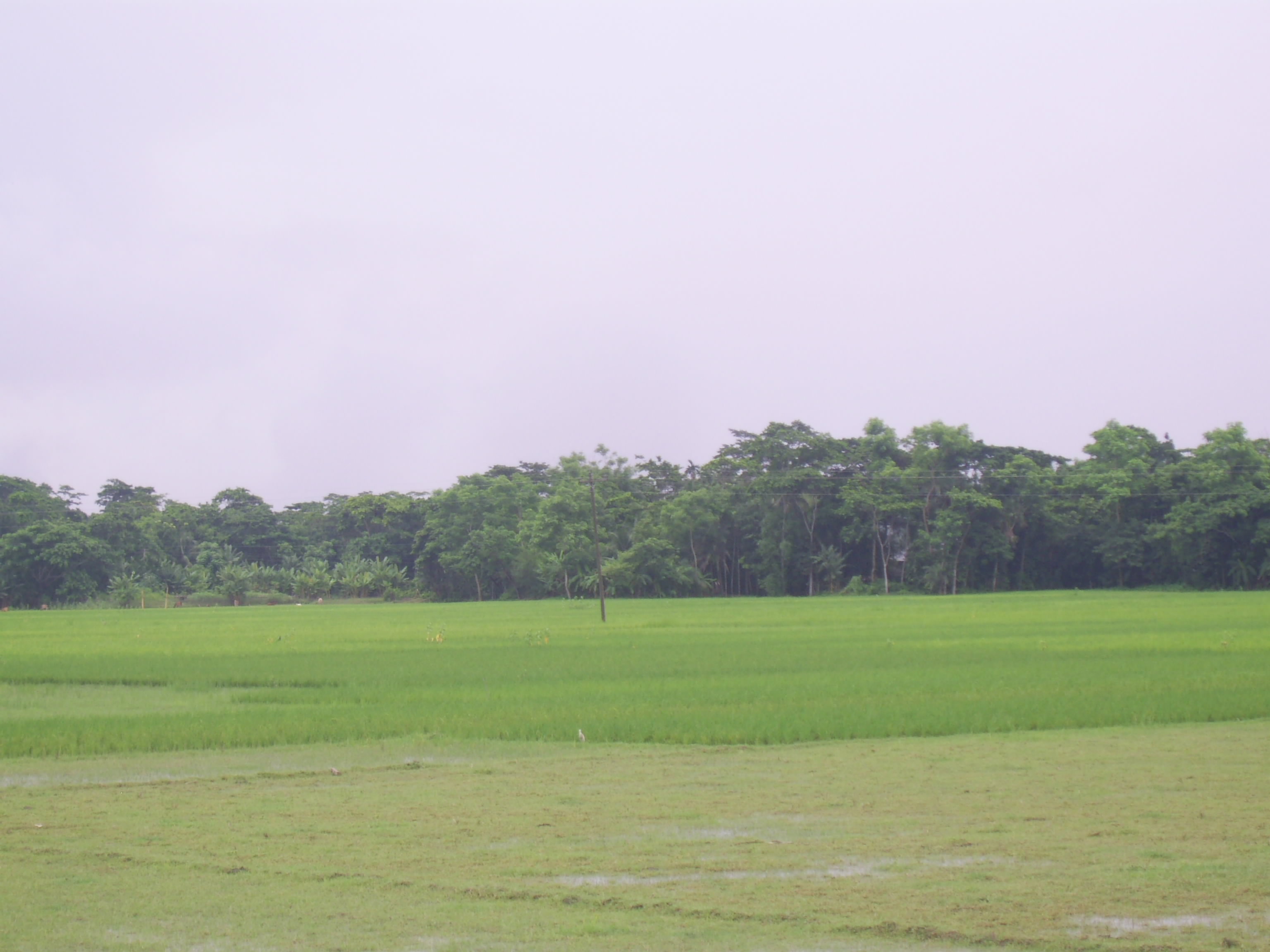 কৃষি ও প্রাণিসম্পদ-সেবা