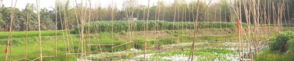 মৎস অভয়াশ্রম