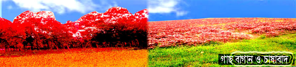 গাছ বাগান ও চাষাবাদ