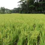কৃষি ও প্রানি সম্পদ সেবা