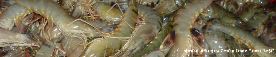 সাতক্ষীরার বিখ্যাত চিংড়ি