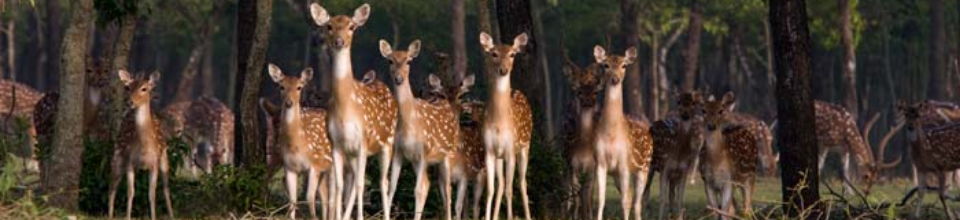 বিখ্যাত চিত্রা হরিণ