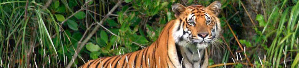 রয়েল বেঙ্গল টাইগার