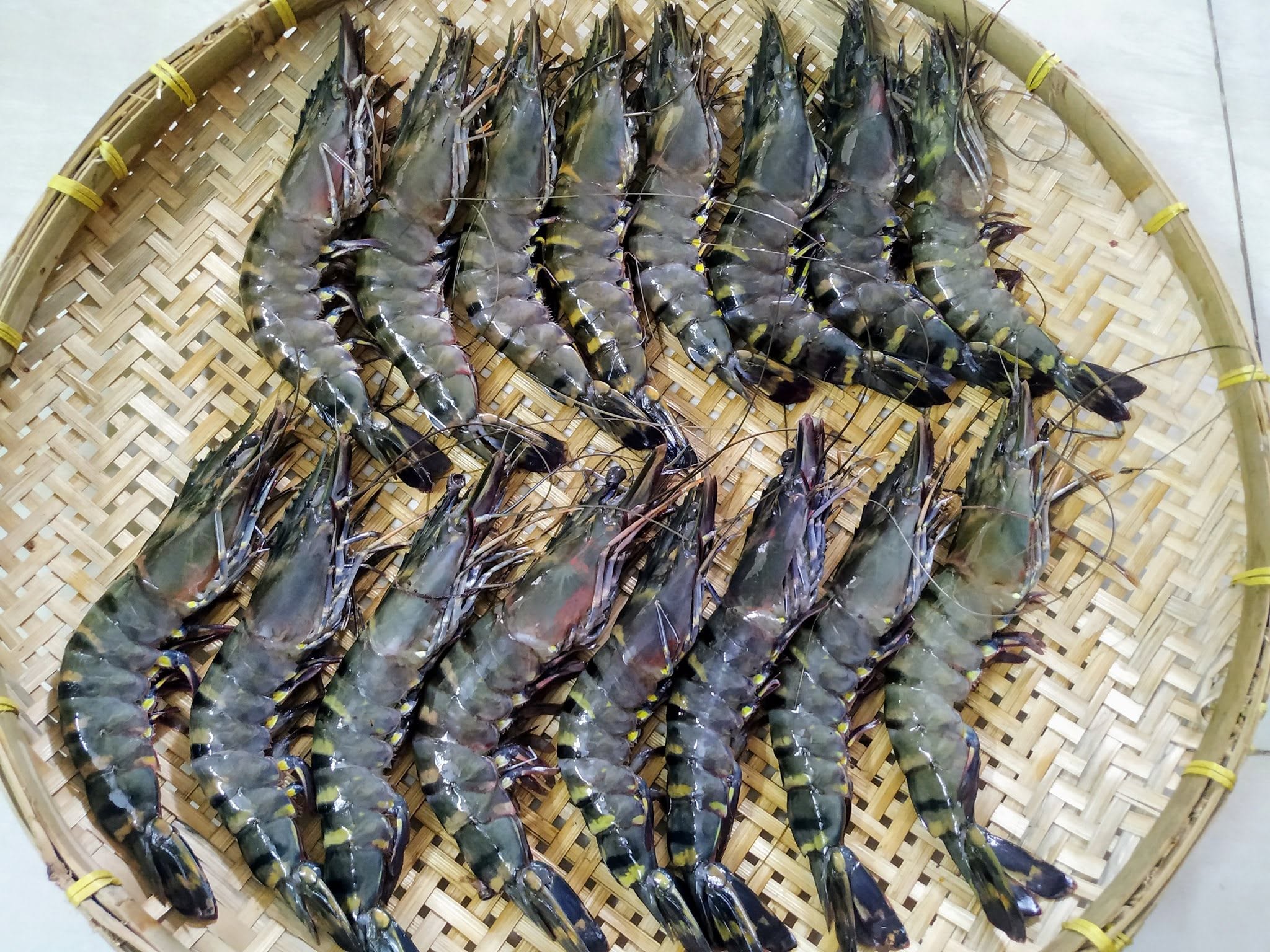 সাতক্ষীরার বিখ্যাত চিংড়ি