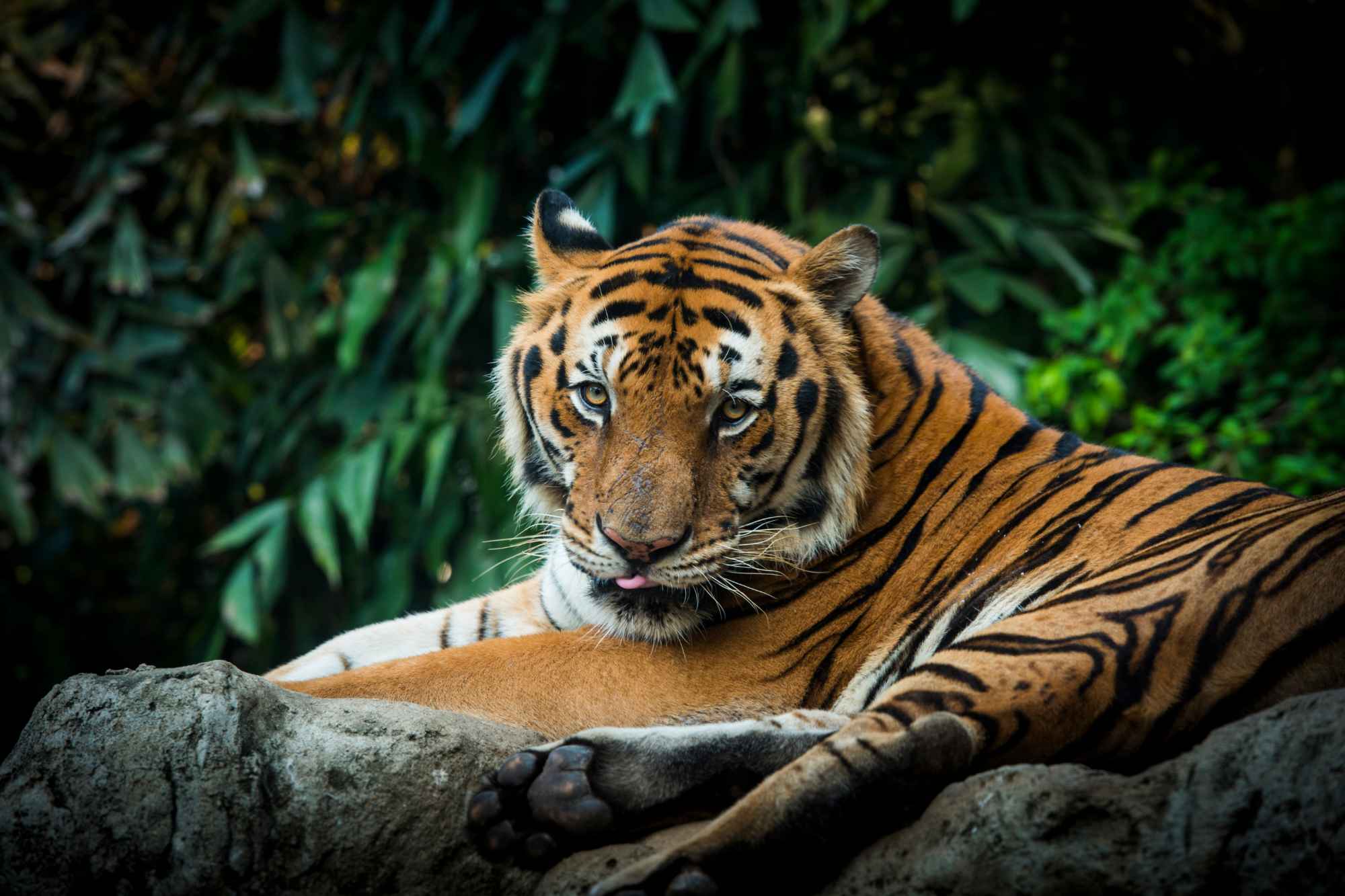 রয়েল বেঙ্গল টাইগার