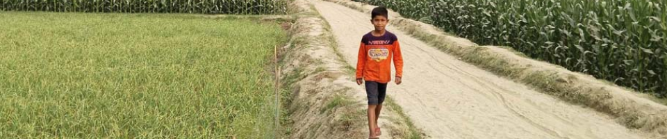 সাতনালা ইউনিয়নের ভুট্টার ফসল