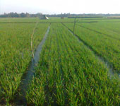 কৃষি