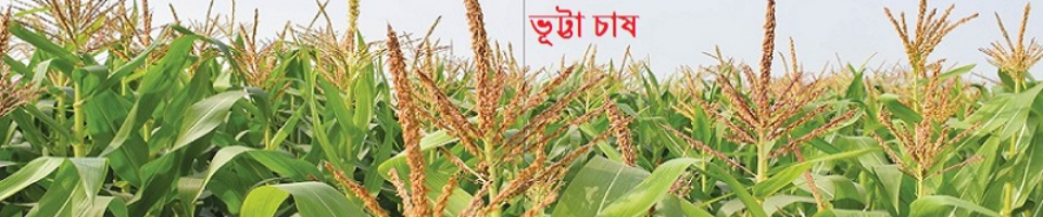 vutta khet