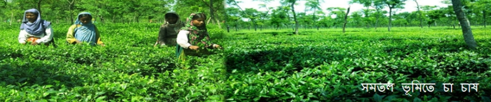সমতল ভূমিতে চায়ের বাগান
