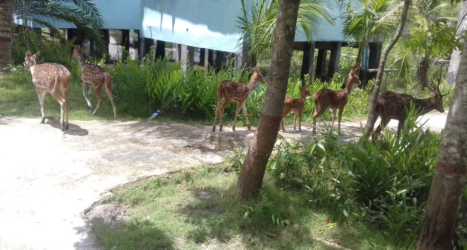 কলাগাছিয়া ইকো ‍ট্যুরিজম সেন্টার (সুন্দরবন)