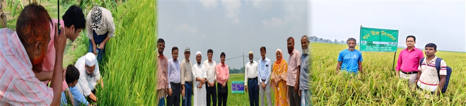 বীজ প্রত্যয়ন এজেন্সী, বগুড়ার কার্যক্রমের চিত্র