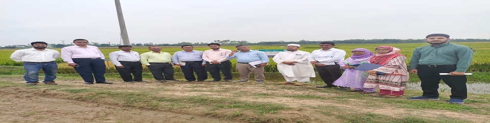 ইনব্রেড ও হাইব্রিড ট্রায়াল