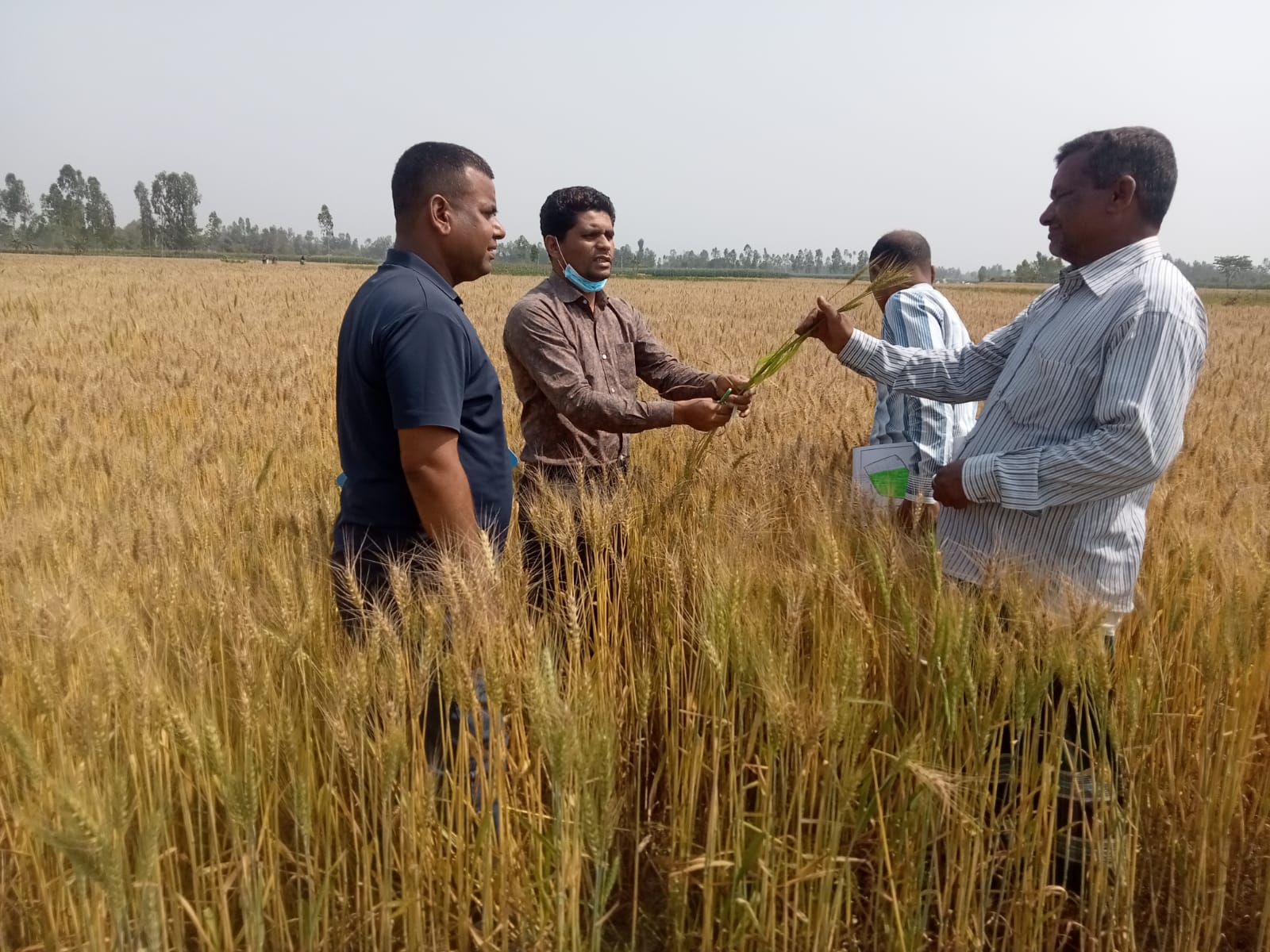 ২০২৩ ২৪ মোসুমে সরকারি গম ফসলের মাঠ মুল্যায়ন কার্যক্রম