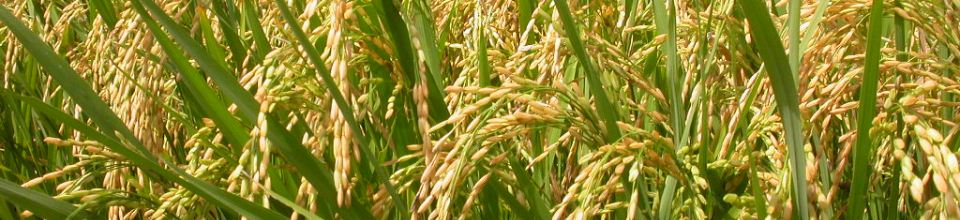 Rice