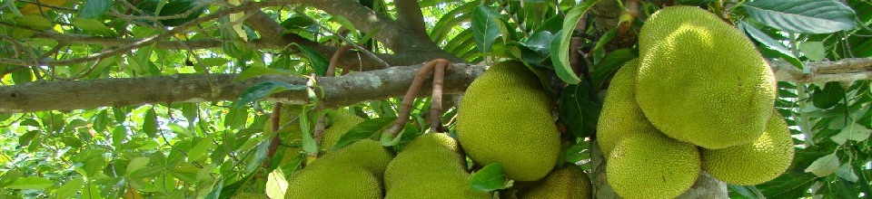 Fruits