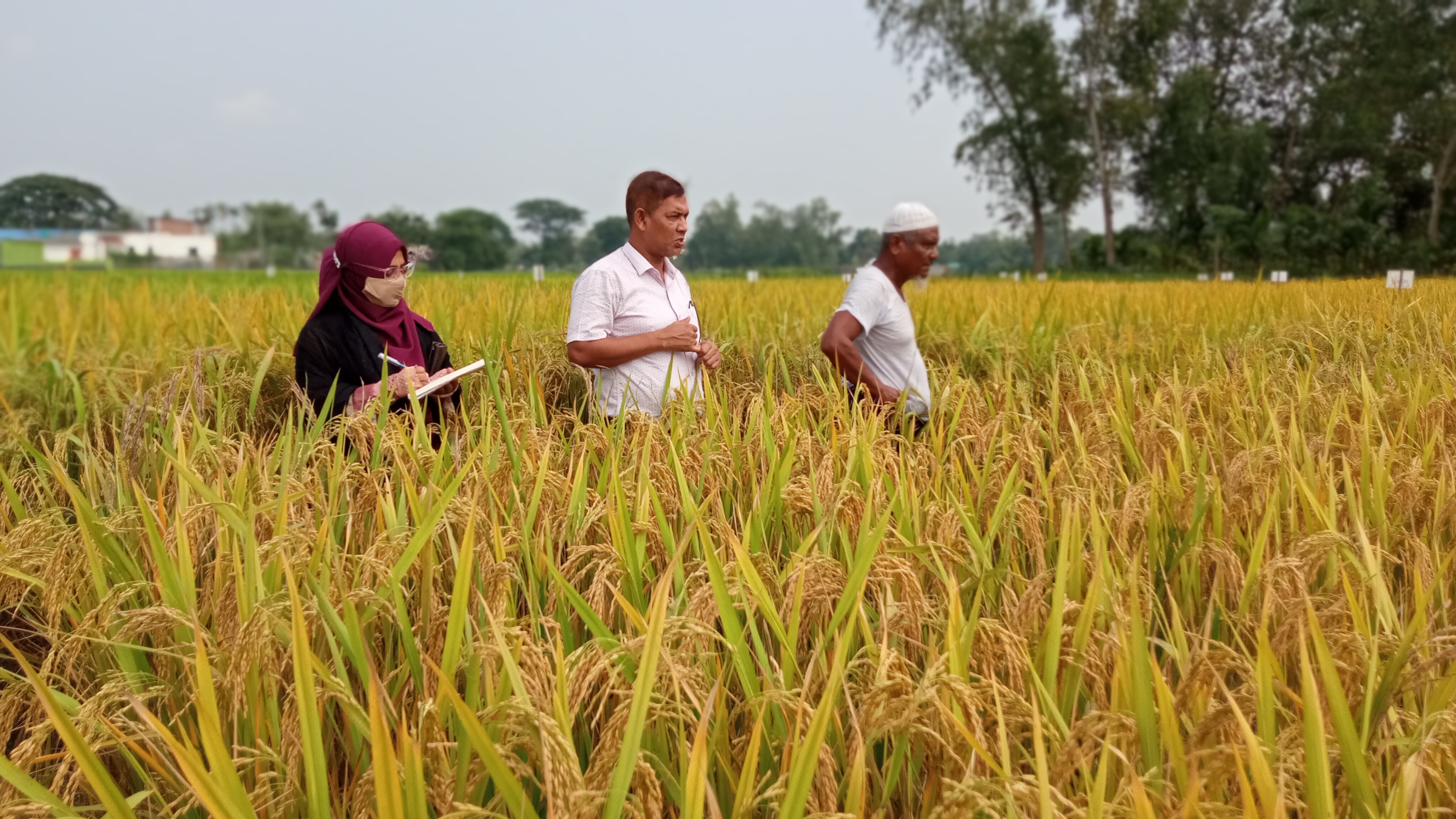আমন হাইব্রিড ও ইনব্রিড ট্রায়াল প্লটে তথ্য সংগ্রহ