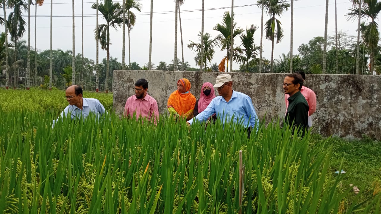 হাইব্রিড বোরো ধানের ১ম মাঠ মূল্যায়ণ