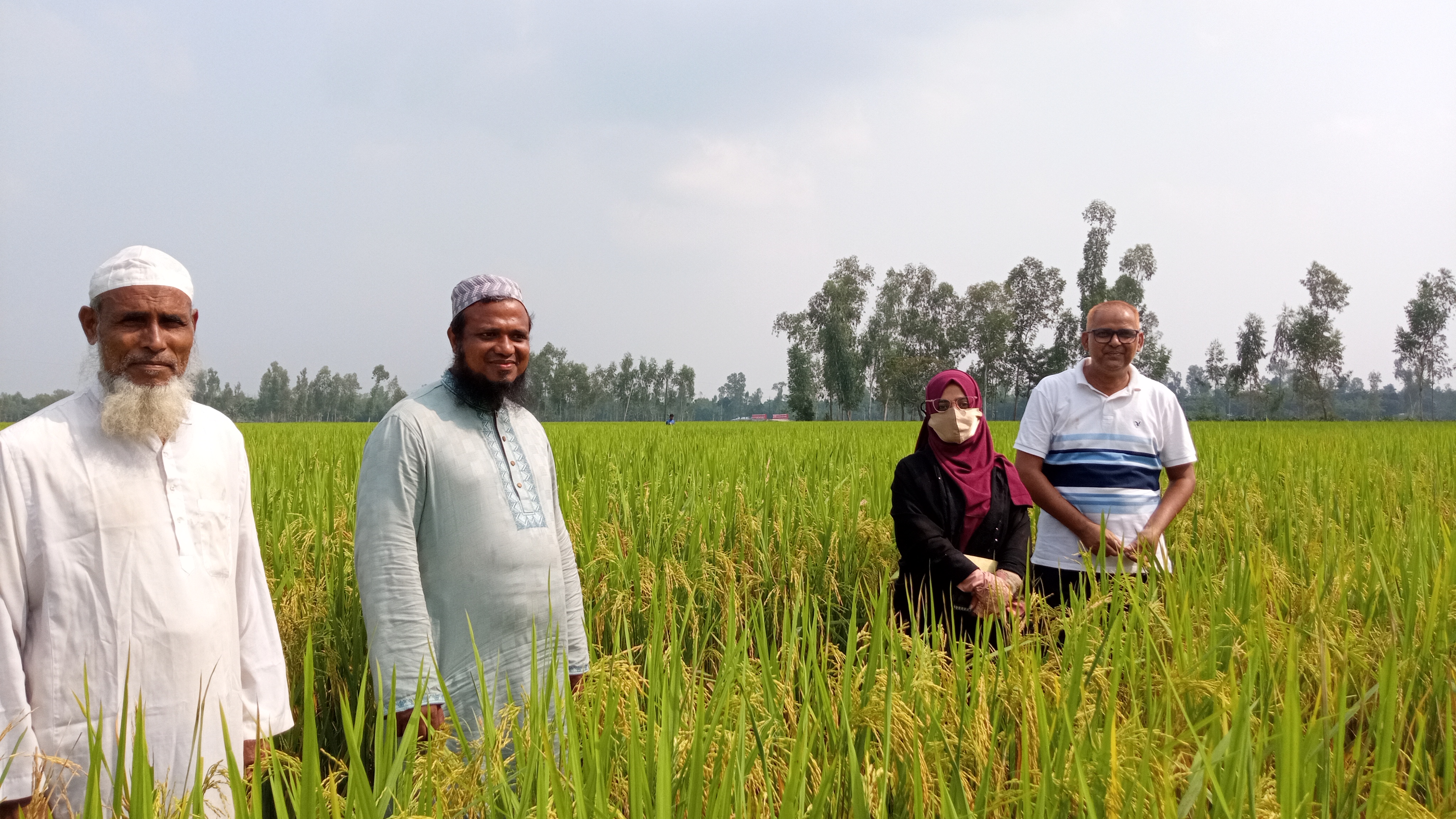 বিএডিসি র আমন বীজ উৎপাদন প্লট পরিদর্শম
