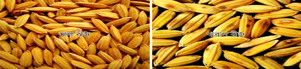 ভাল ও খারাপ বীজ