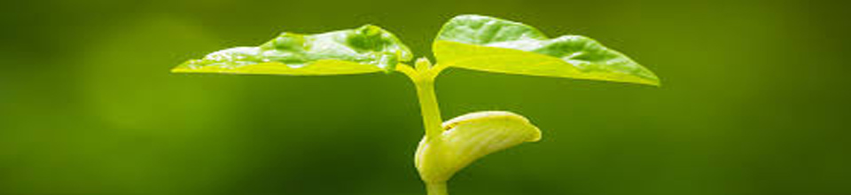 চারা