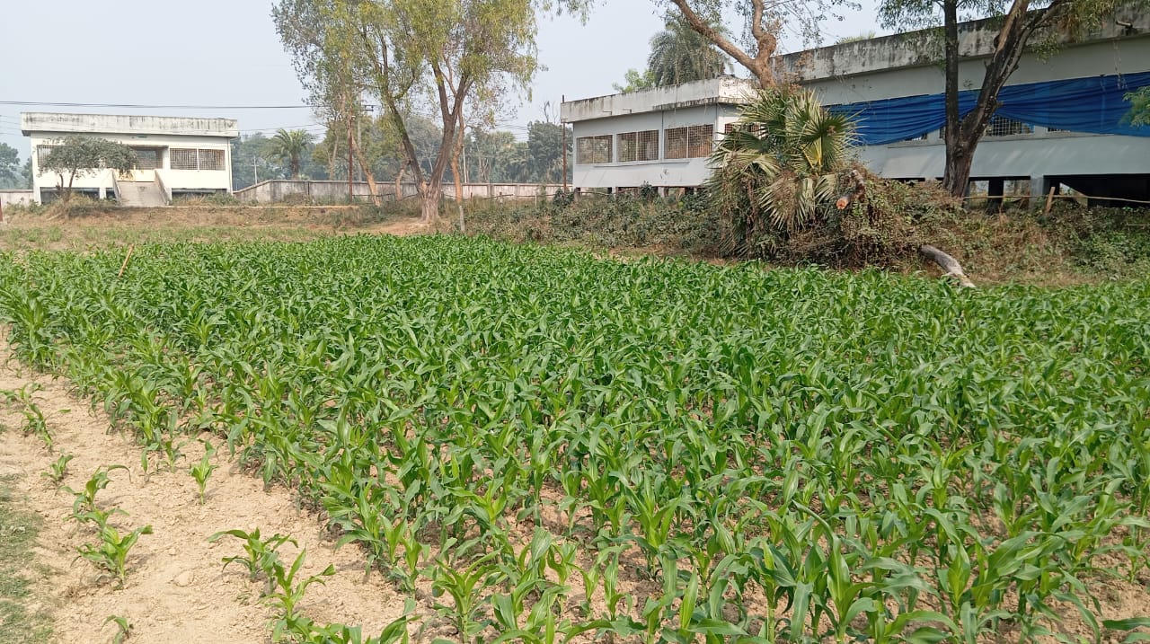 ভূট্টা ঘাস