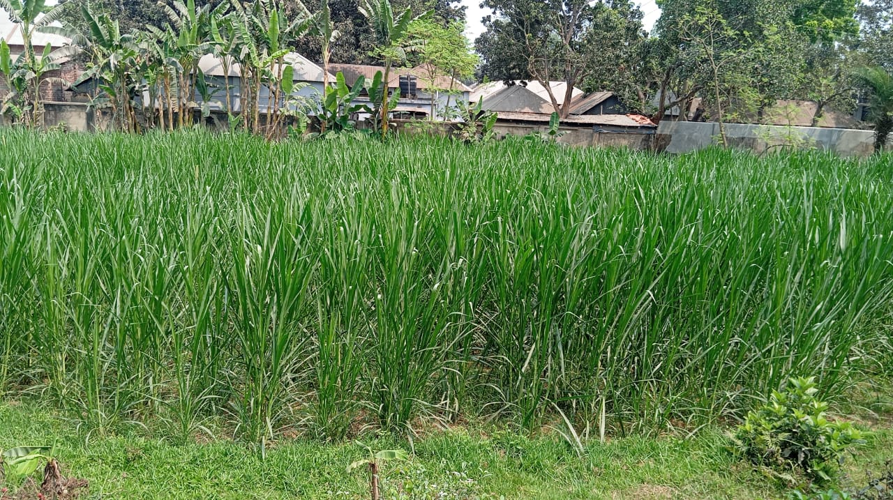 নেপিয়ার পাকচং ঘাস