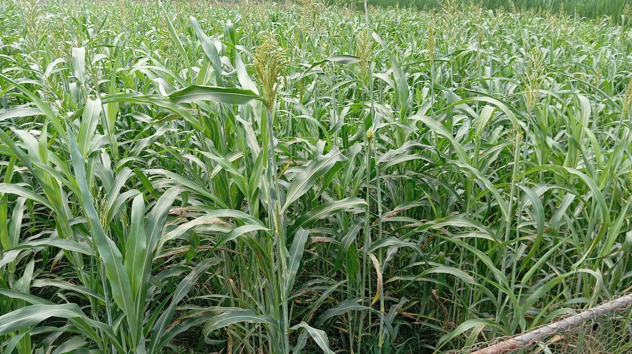 জাম্বু ঘাস