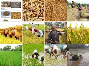 বিএডিসি3