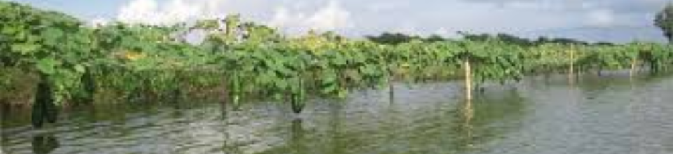 চিতলমারী উপজেলার মৎস ও কৃষি