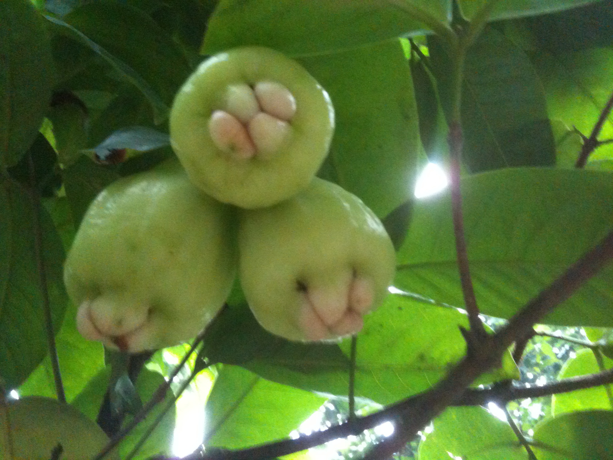 অনুষ্টান