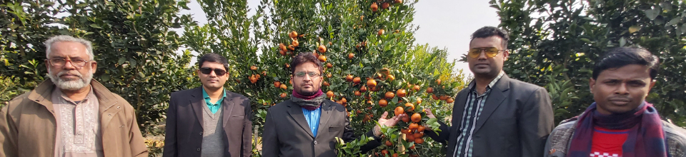 মহেশপুরের কমলা চাষ