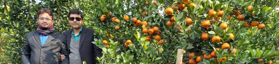 মহেশপুরের কমলা চাষ