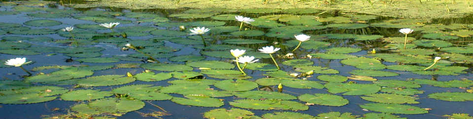 জাতীয় ফুল শাপলা