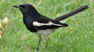 জাতীয় পাখি