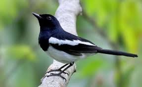 জাতীয় পাখি