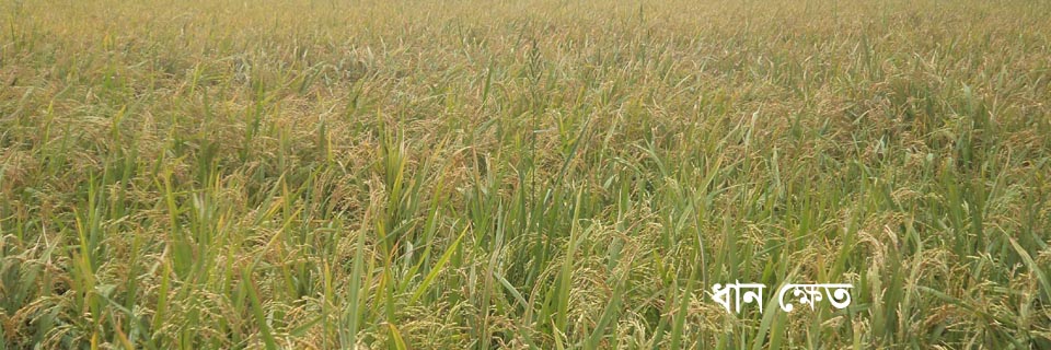 ধান ক্ষেত